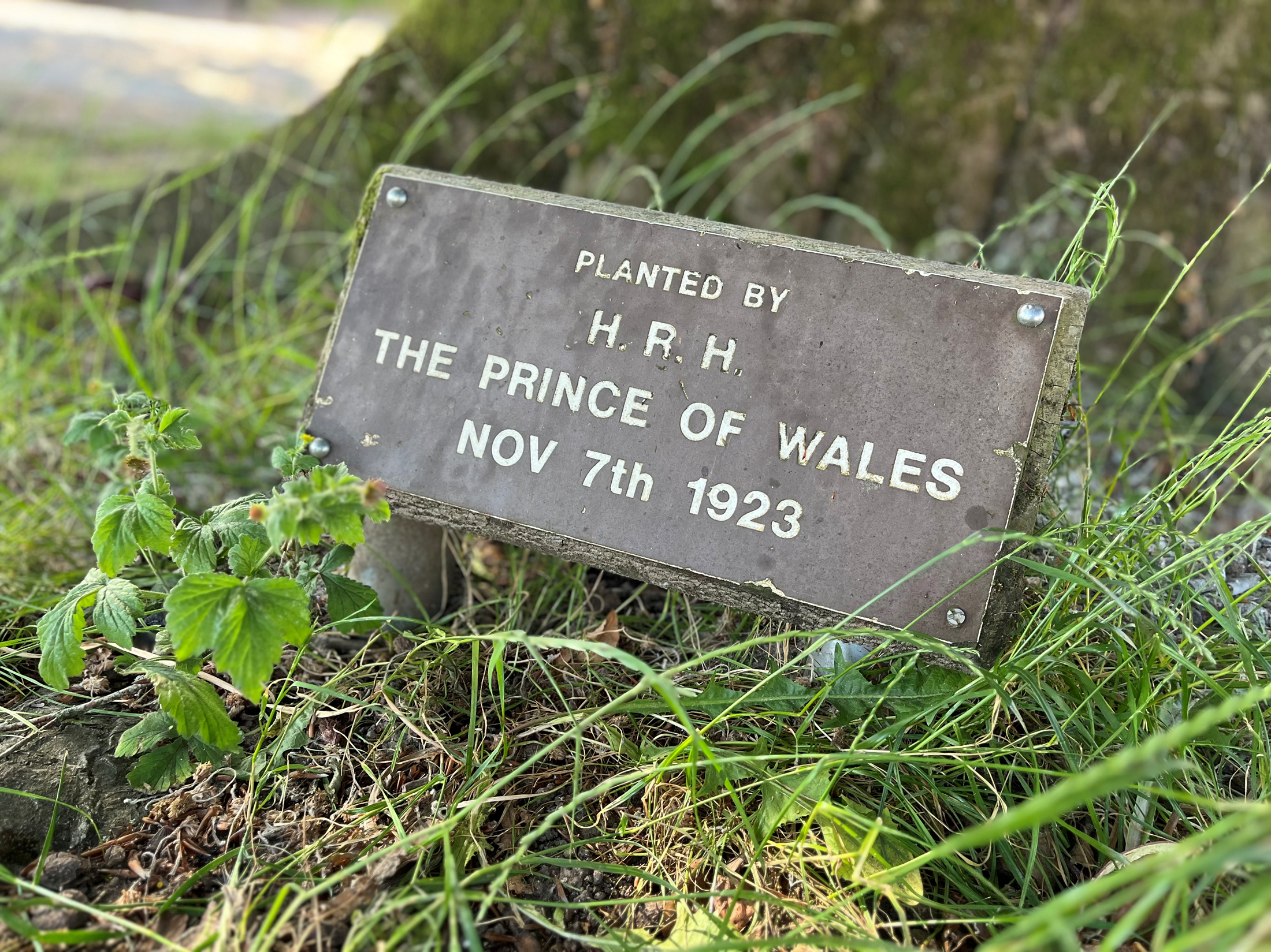 Plaque at the base of the tree in Stanmore